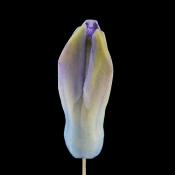 hyacinthknop (hyacinthus orientalis) 3-2013 4253
